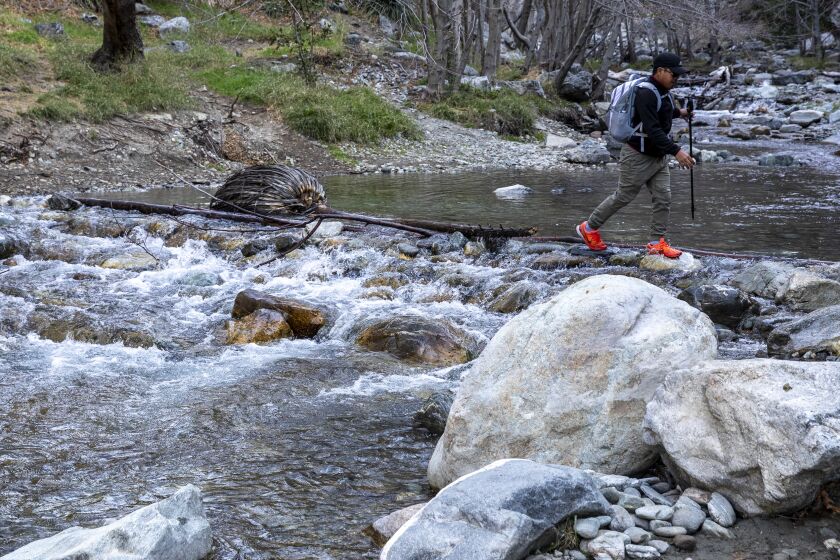 AZUSA, CA - FEBRUARY 11: Besman Ginping, 33, of Loma Linda, balances across logs and rocks as he crosses the East Fork of the San Gabriel River, one of several river crossings on the Bridge to Nowhere trail on Thursday, Feb. 11, 2021 in Azusa, CA. (Brian van der Brug / Los Angeles Times)