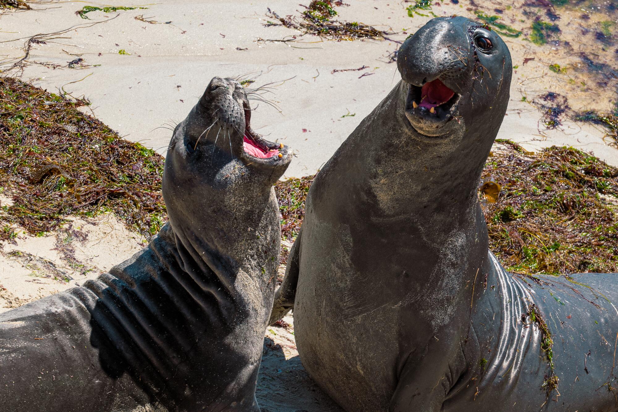 Juvenile elephant seals open their mouths while on the beach. 