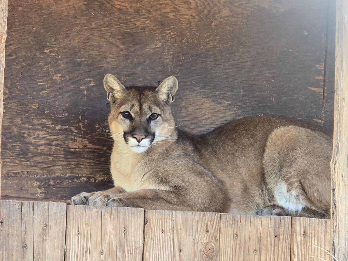A mountain lion cub sits on all fours with its head up looking at the camera.