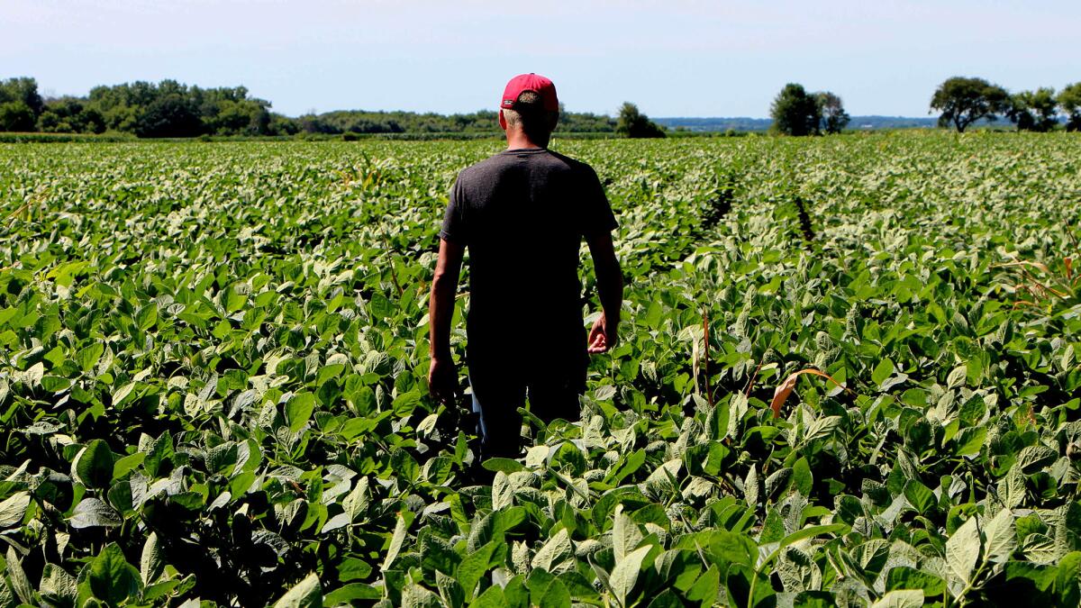 Farmer Terry Davidson walks through his soy fields in Harvard, Ill., in July.