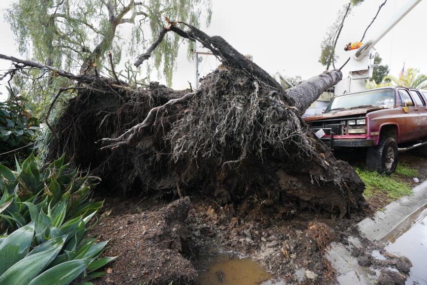 San Diego, CA - February 02: On Friday, February 2, 2024, in San Diego, CA, a tree-cutting crew used a crane and bucket truck to remove a large tree that fell onto the roof of one of the homes in North Park on Nutmeg Street. (Nelvin C. Cepeda / The San Diego Union-Tribune)
