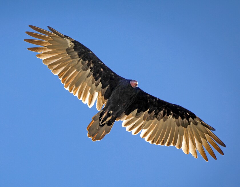 Some visitors to Lake Poway say they have seen more turkey vultures recently. 