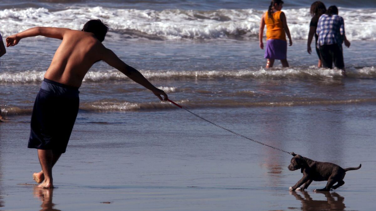 A beachgoer is stopped from running into the water by his 2month-old puppy in Santa Monica.