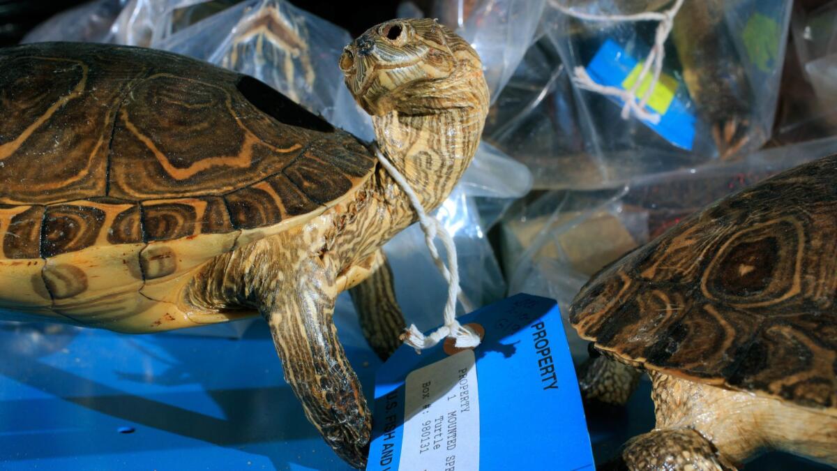 A shelf of turtles inside the U.S. Fish and Wildlife Service National Wildlife Property Repository in Commerce City, Colo.