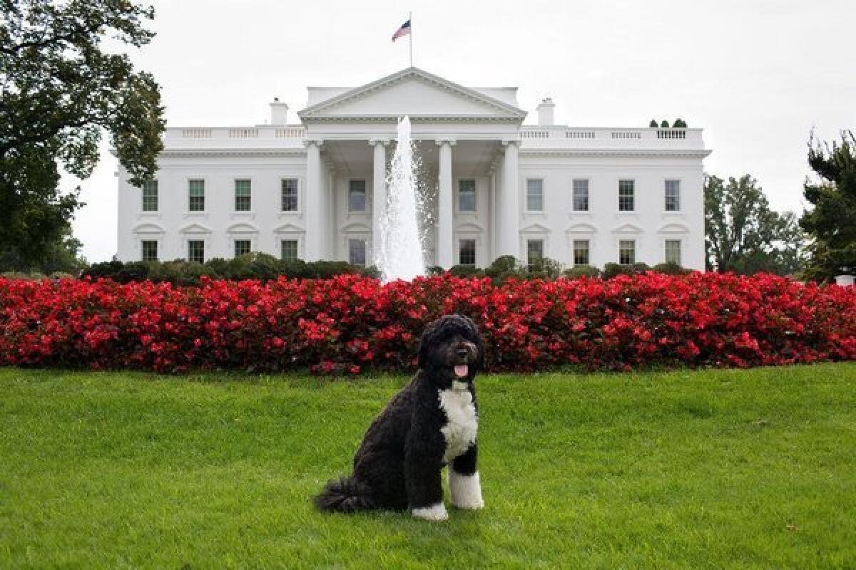 The Obamas' dog, Bo, poses for his official portrait on the North Lawn of the White House.