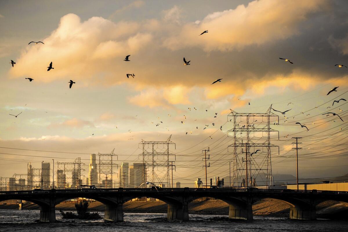 Birds soar above the Los Angeles River in Vernon after a rainstorm.