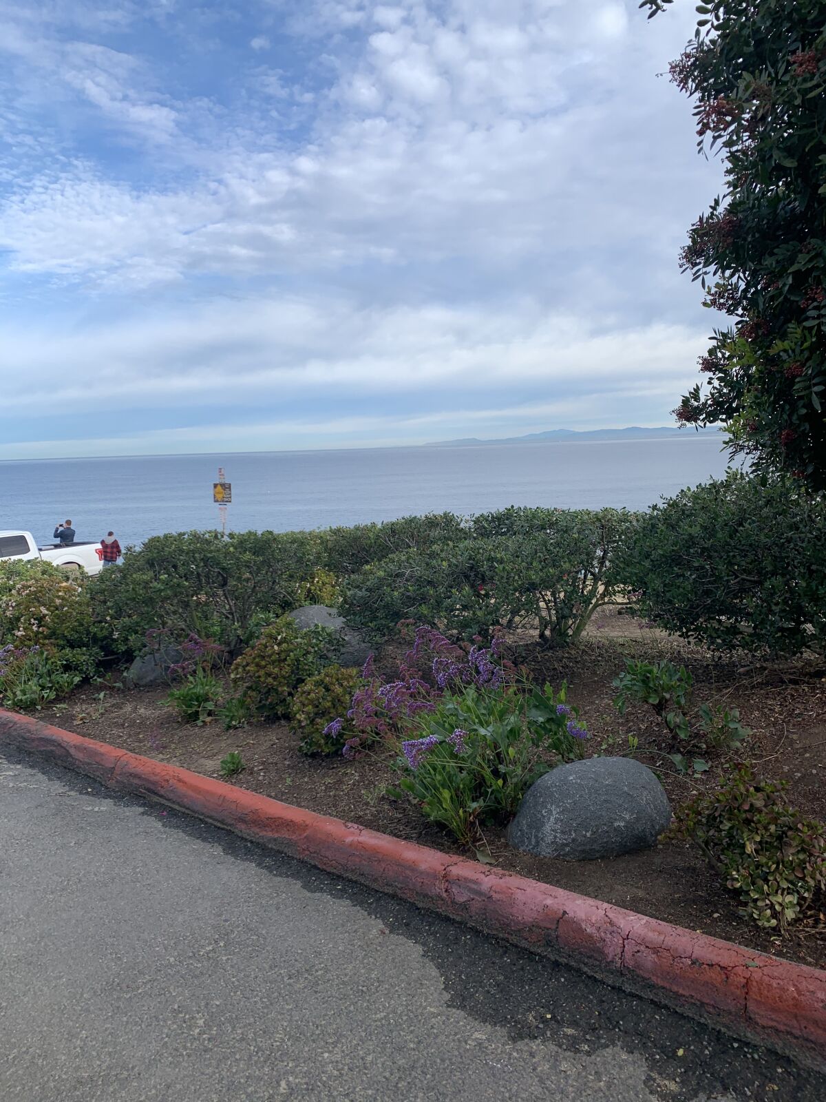 Friends of Coast Walk Trail revegetated this area of Coast Walk.