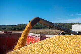 A combine harvester unloads corn into a trailer during the harvest on a farm in France. Photographer: Nathan Laine/Bloomberg