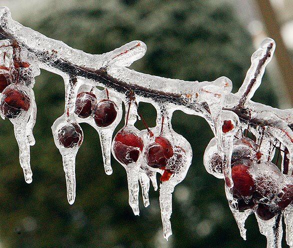 Ice forms on a crabapple tree in Antrim, N.H.