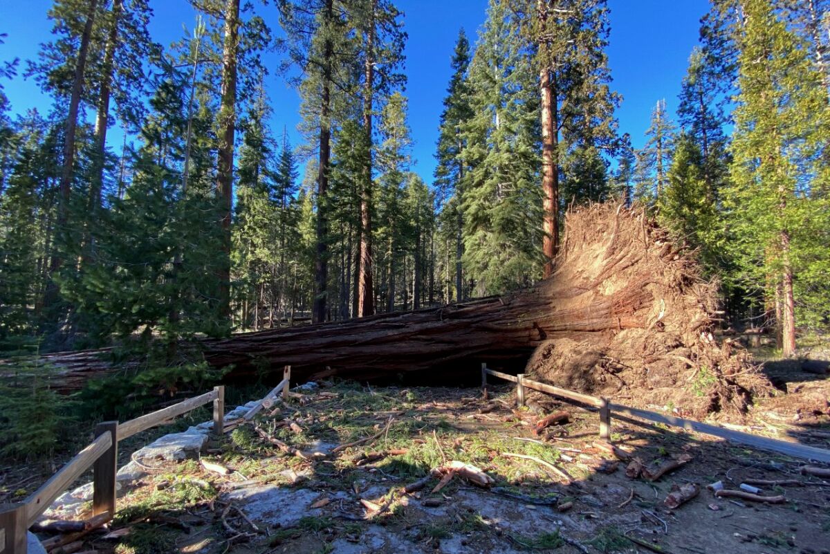 A fallen giant sequoia blocks a path in Yosemite National Park.
