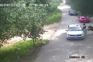 This video frame grab received from China's state broadcaster CCTV on July 25, 2016 shows a tiger (far R) attacking a passenger after she stepped out a car at Beijing Badaling Wildlife World.