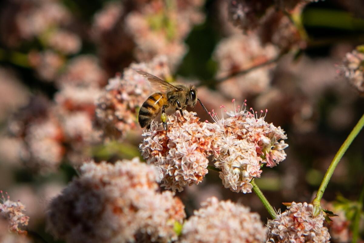 A honeybee rests on a mass of orangey-pink buckwheat blooms.