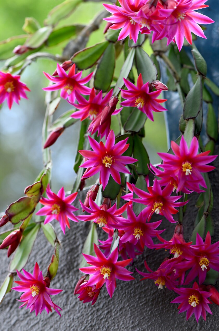 The Easter cactus blooms with short, red flowers.