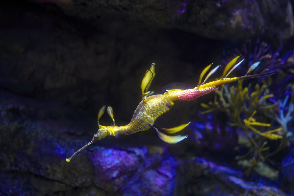 A male weedy sea dragon on Tuesday carries approximately 80 to 100 eggs on his tail
