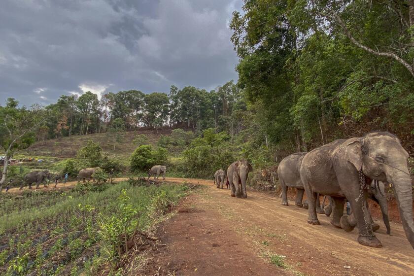 A herd of 11 elephants makes an 93-mile journey from Mae Wang to Ban Huay in northern Thailand. London-based World Animal Protection says as many as 2,000 tame elephants are at risk of starvation because their owners are unable to feed them.