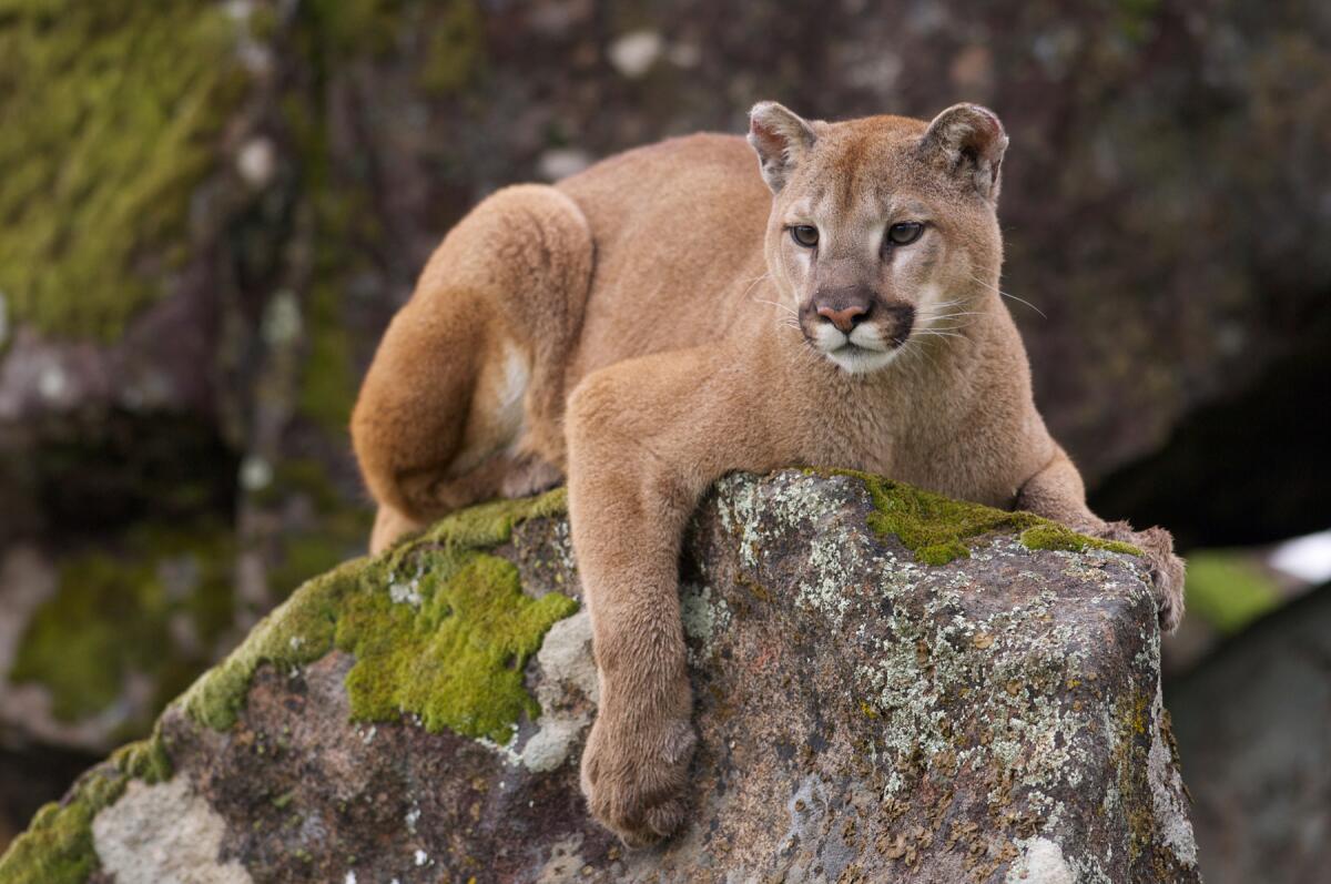 Mountain lion on moss-covered rocks during spring time.