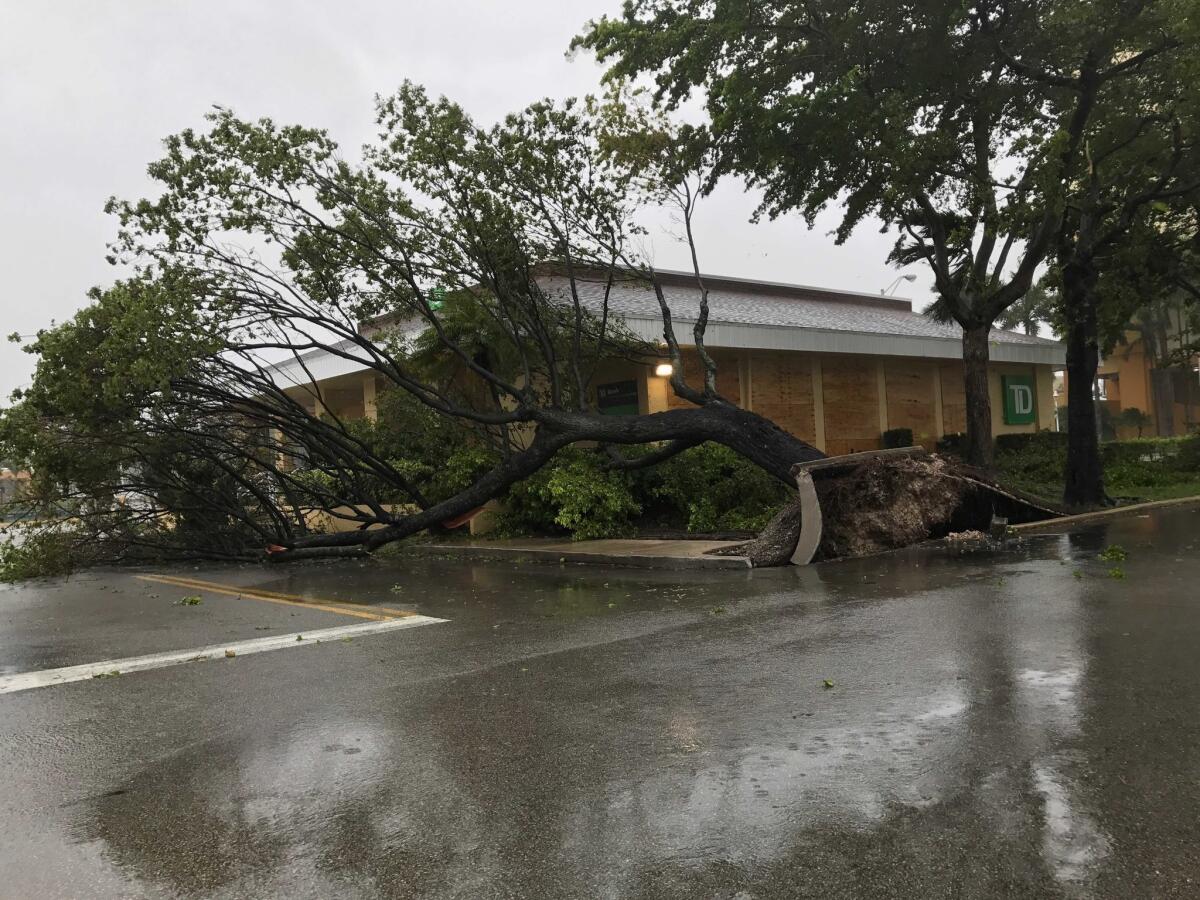 A tree is uprooted near Miami International Airport