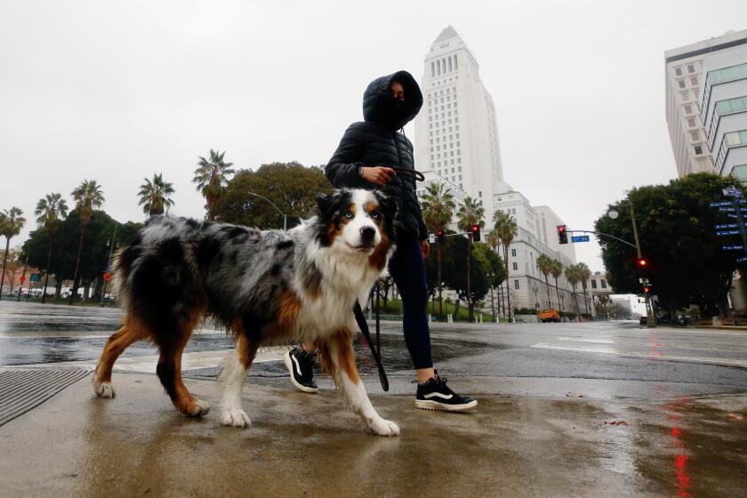 LOS ANGELES, CA OCTOBER 25, 2021 - Rain doesn't stop Cristina Henriquez from taking "Obiwan" for his daily walk in downtown Los Angeles as a storm that drenched Northern California over the weekend made its way to the Southland Monday morning, October 25, 2021. (Al Seib / Los Angeles Times)
