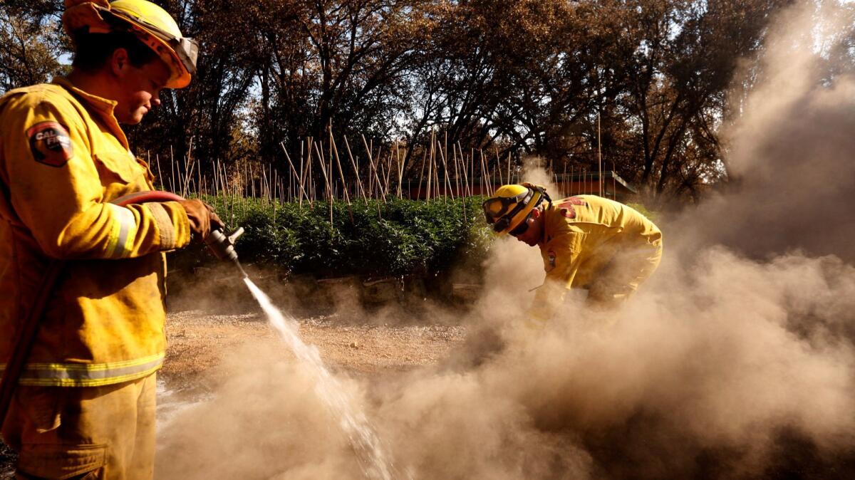 Firefighters with Cal Fire Mendocino unit extinguish a hotspot near a marijuana grow on the Frost Flower Farms in Redwood Valley.