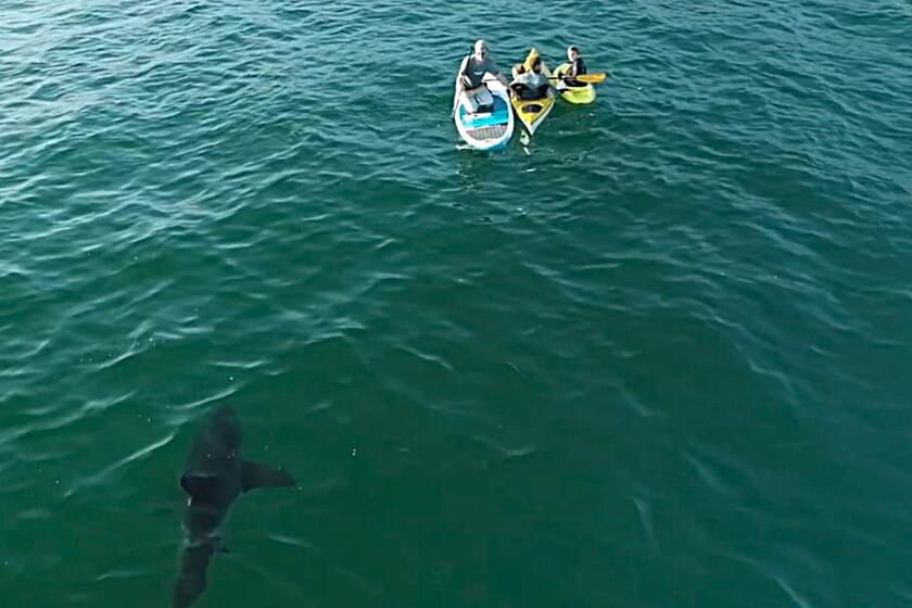 Photographer Carlos Gauna captured this drone image of a shark swimming near people on floatation devices off the California coast.