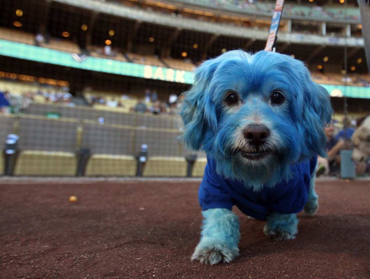 Off the Leash Modern Pet Provisions - Fox is decked out for Pups at the  Park at Dodger Stadium on Monday! Is your dog ready? We've got Los Angeles Dodgers  pet apparel