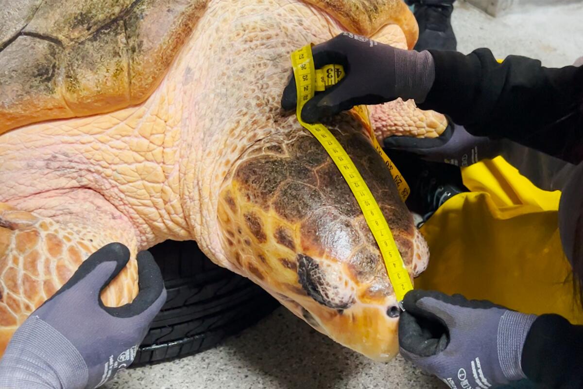 As part of her annual checkup, Birch Aquarium measures its loggerhead sea turtle's head.