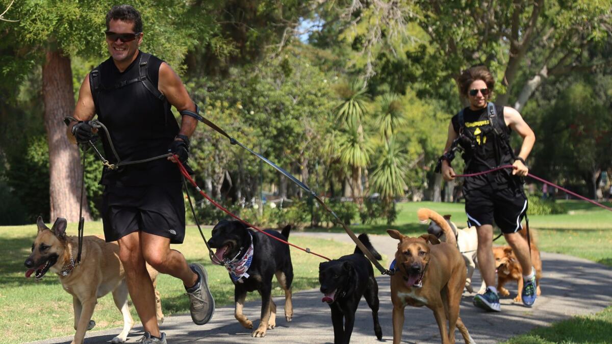 Professional dog runner Bob Wilcox runs up to three dogs at a time, for multiple clients, sometimes six days a week. He averages between 100 and 125 miles per week.