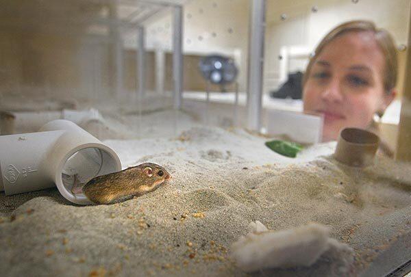 Maryke Swartz, senior research technician at the San Diego Zoo Institute for Conservation Research observes a Pacific pocket mouse at the institute's captive breeding facility in Escondido. The 1.5-inch-long mouse was caught on the Camp Pendleton military base, where the species clings to existence on a firing range.