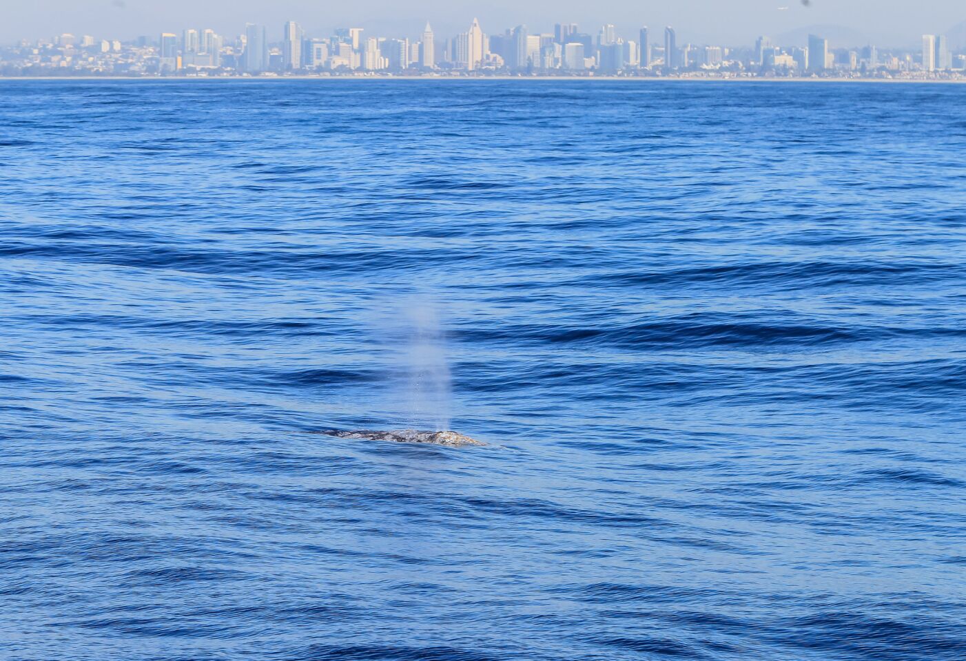 Skyline views and an Eastern Pacific gray whale.