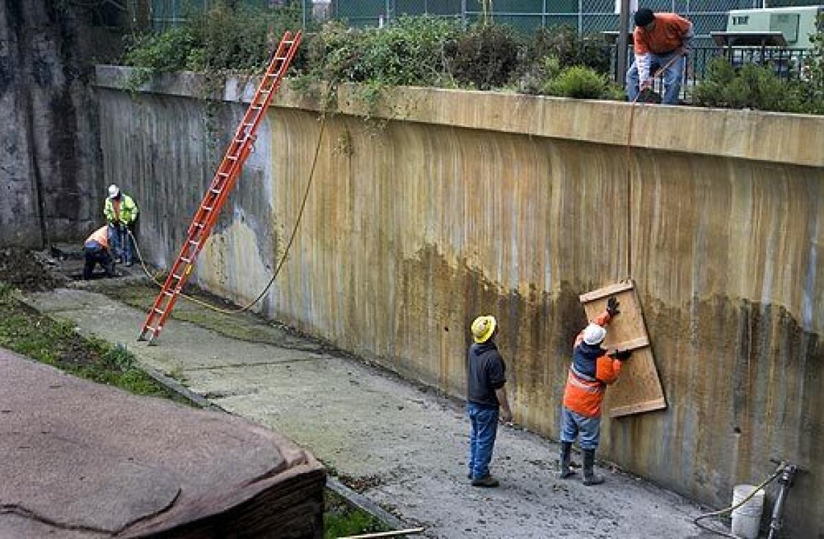 Workers begin improvements in the tiger enclosure at the San Francisco Zoo where an escaped tiger killed one visitor and mauled two others on Christmas Day. The zoo is building a new, higher barrier at the big cat enclosure. The enclosure is expected to stay closed until the constructed is completed.