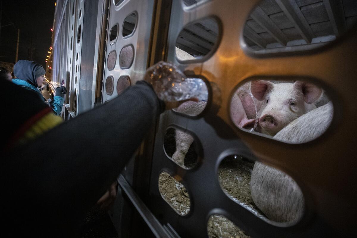 VERNON, CA, WEDNESDAY, FEBRUARY 20, 2019 - Curious pigs look out on dozens of people as they approach with water and comforting words on approach to the gates of the Farmer John processing plant. People gather here twice a week, conducting what they call a vigil for the animals as they approach the last moments of their lives. (Robert Gauthier/Los Angeles Times)