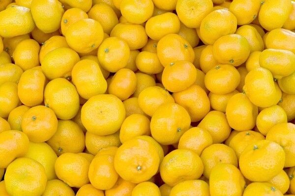 Seedless Kishu mandarins