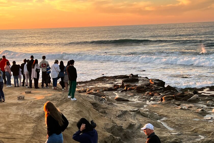 People gather on Point La Jolla (after the emergency closure was lifted) to view the sea lions hauling out there.