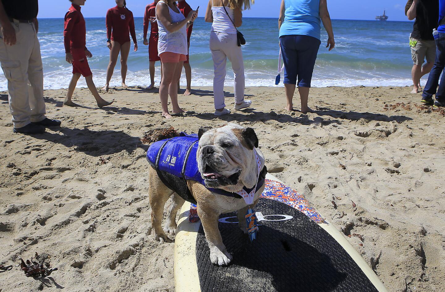 Tillman the surfing bulldog waits for results after his heat in the Sixth Annual Unleashed by Petco Surf City Surf Dog Competition on Sept. 28, 2014, in Huntington Beach.