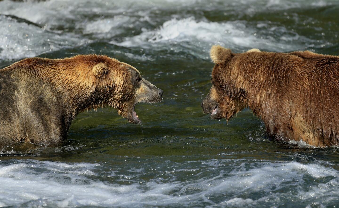 The coastal brown bears of Brooks Camp, Alaska