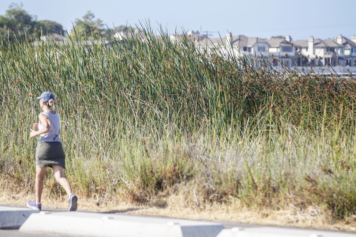 A jogger on South Coast Highway runs past a tall stand of cattails in the Buena Vista Lagoon.