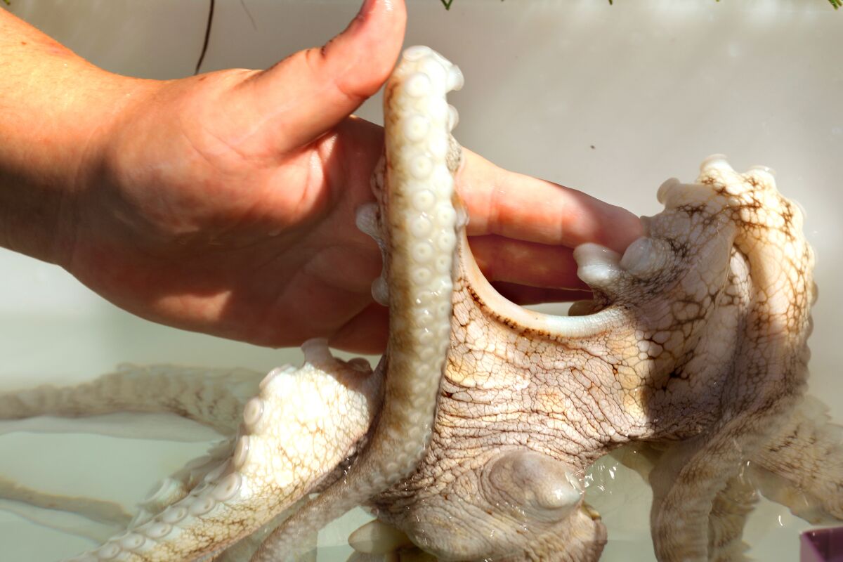 At the Kanaloa Octopus Farm, efforts are being made to breed octopus for human consumption.