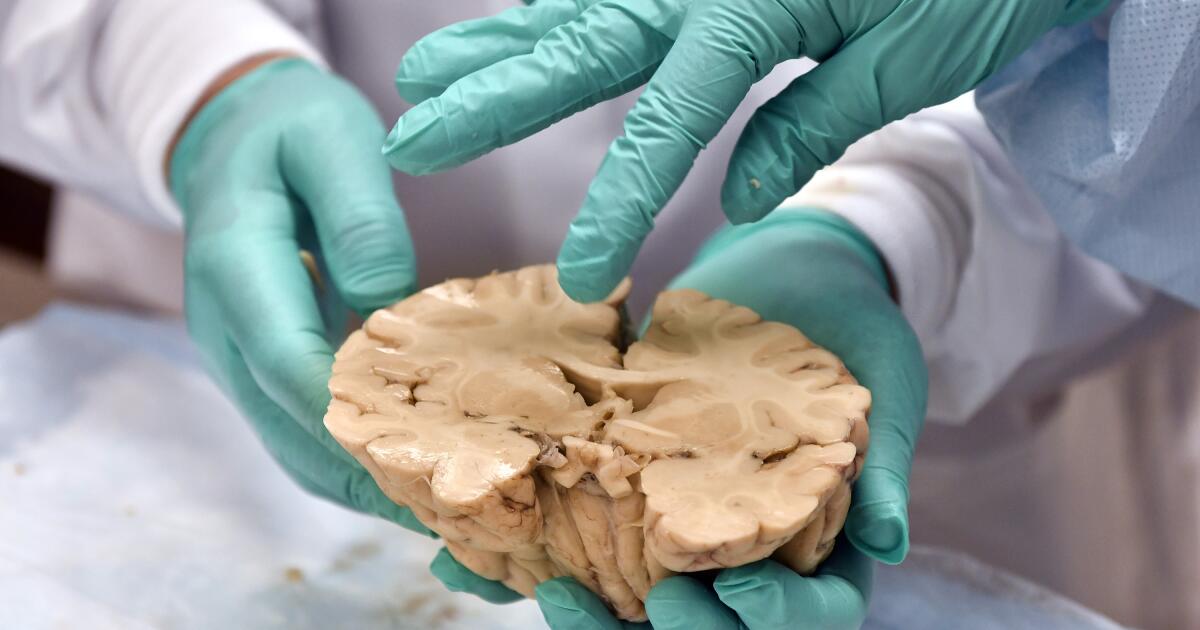 New York gunman said football damaged his brain. How at risk are youth athletes? New York gunman said football damaged his brain. How at risk are youth athletes?