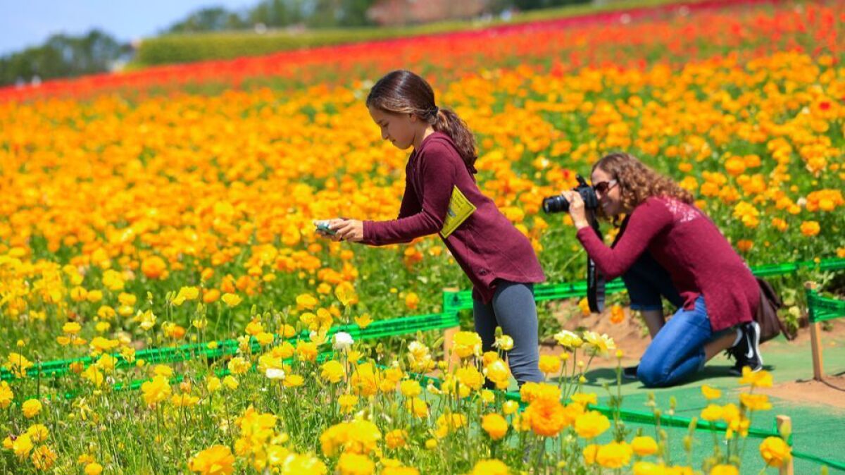 Natalia Garza (age 10) along with her mom Adriana Garza from Rancho Bernardo take photos at the The Flower Fields in Carlsbad. The flower fields cover about 50 acres with giant Tecolote Ranunculus flowers.
