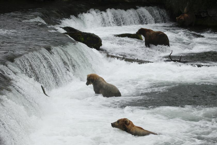 The brown bears in Alaska's Katmai National Park & Preserve grab the fish from the Brooks River and devour them by the dozens.