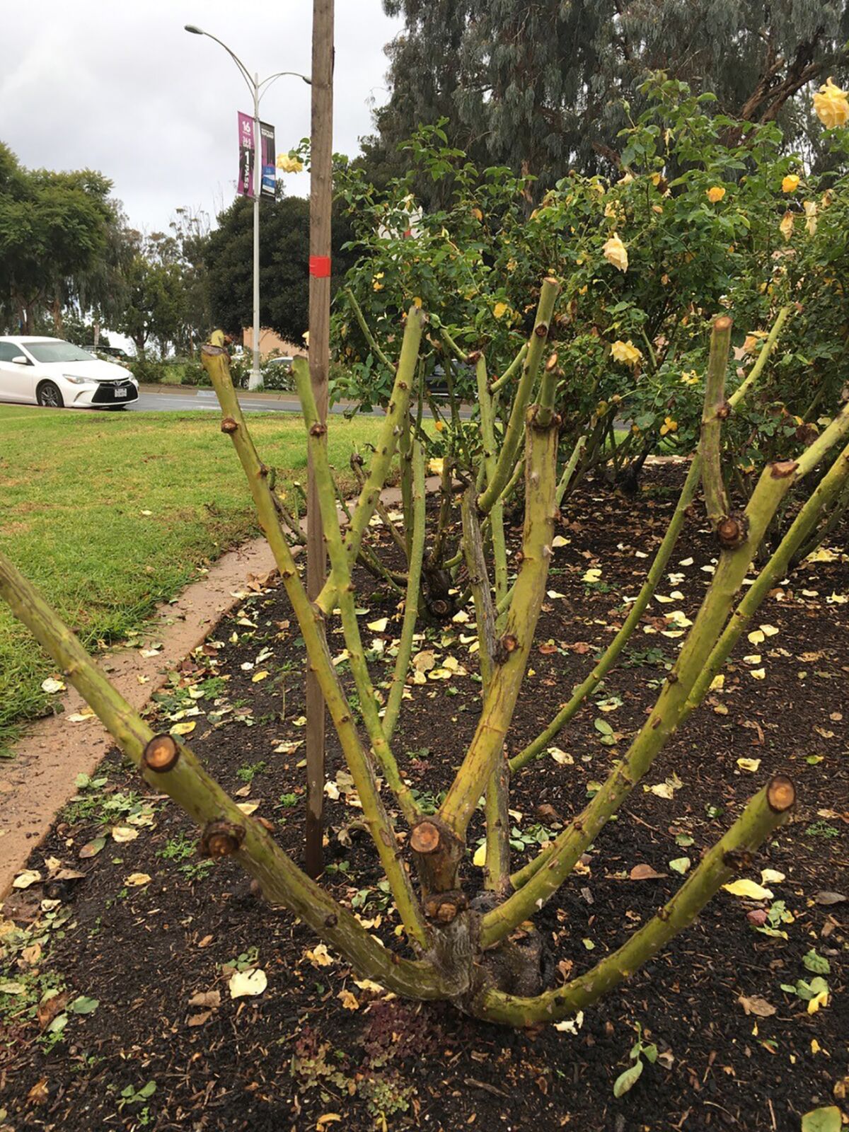 Vigorous, healthy canes on a pruned hybrid tea rose in the Balboa Park rose garden.
