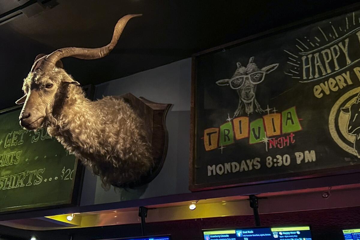 A taxidermied goat head mounted on a wall next to a chalkboard that reads "trivia night."