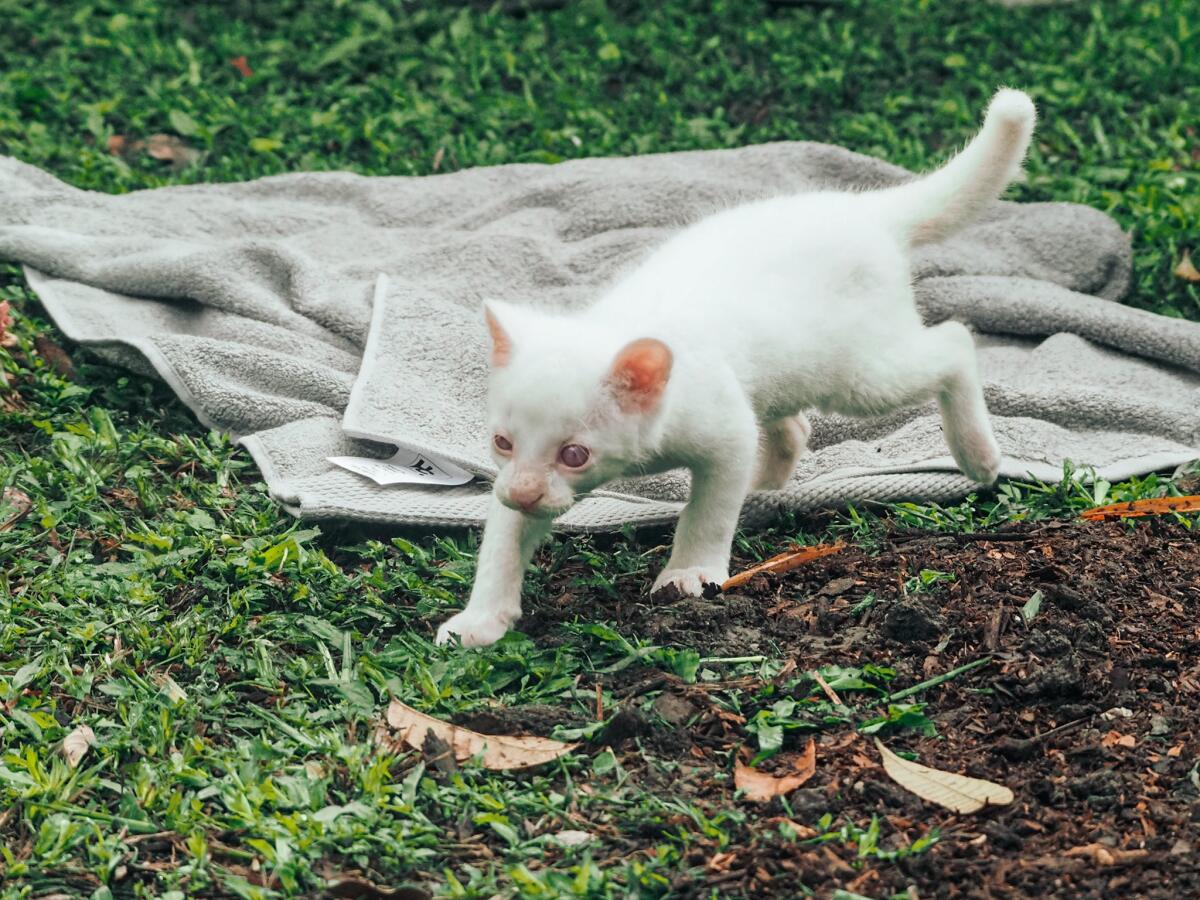 Esta foto muestra lo que describe como el primer felino albino encontrado en Colombia