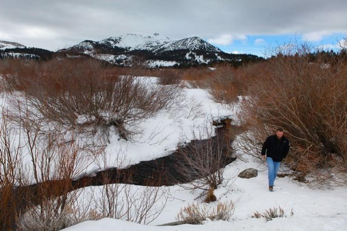 Former Mammoth Community Water District manager Greg Norby walks along the bank of Mammoth Creek.