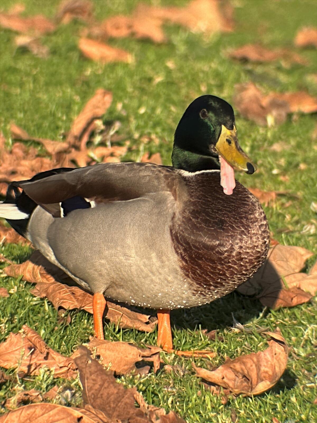 A mallard at Mile Square Park is seen with a dislocated lower bill, which could prevent the animal's ability to eat.