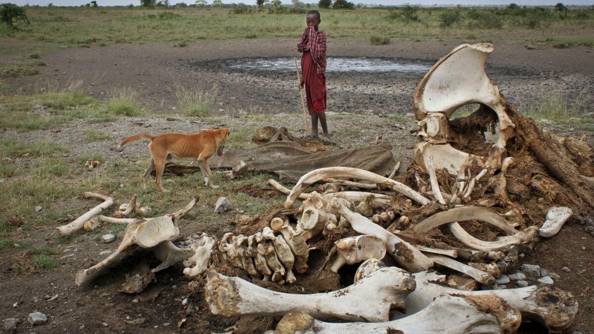 In this 2013 file photo, a Maasai boy and his dog stand near the skeleton of an elephant killed by poachers outside of Arusha, Tanzania.