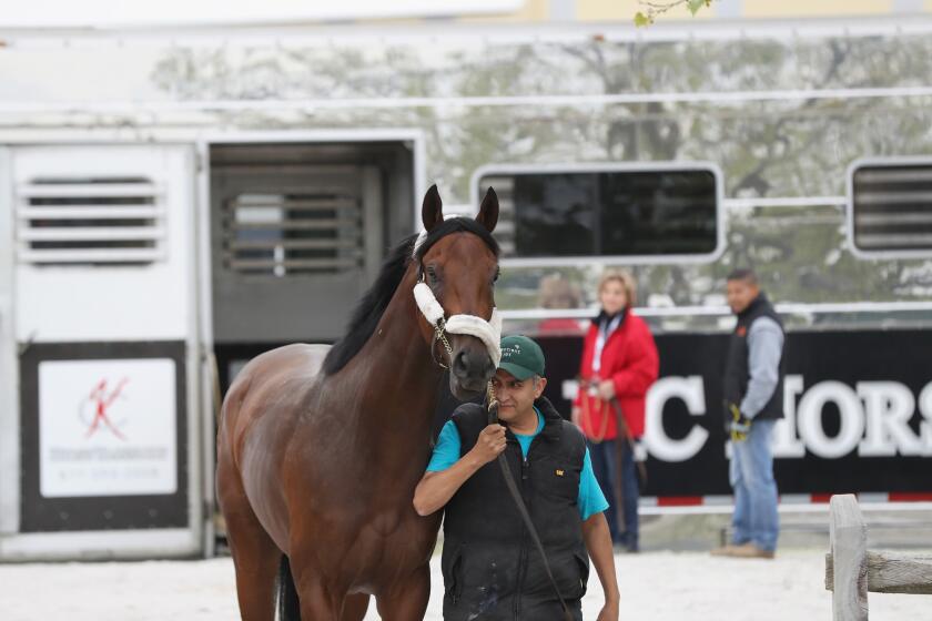 Kentucky Derby winner Nyquist arrives at Pimlico Race Course in preparation for the 2016 Preakness Stakes on May 9.