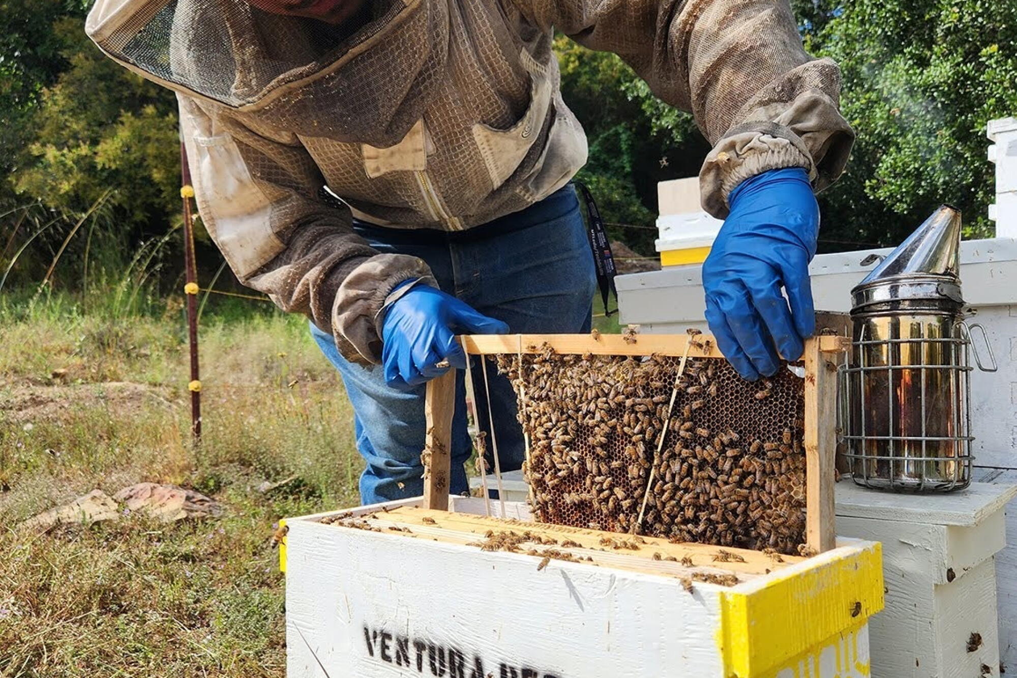 Bee Fure Beekeeper mourns millions of bees killed in Mountain fire - Los Angeles ...