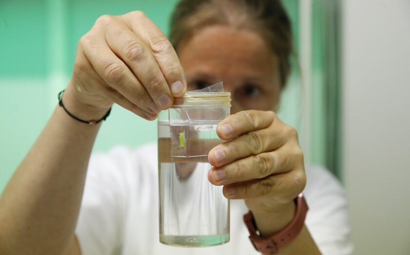 A researcher works on artificial insemination to save the northern white rhino