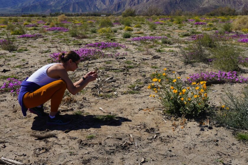 Jen Tokash from Los Angeles used her smart phone to take close up photos at  Anza-Borrego Desert State Park on March 7, 2023.